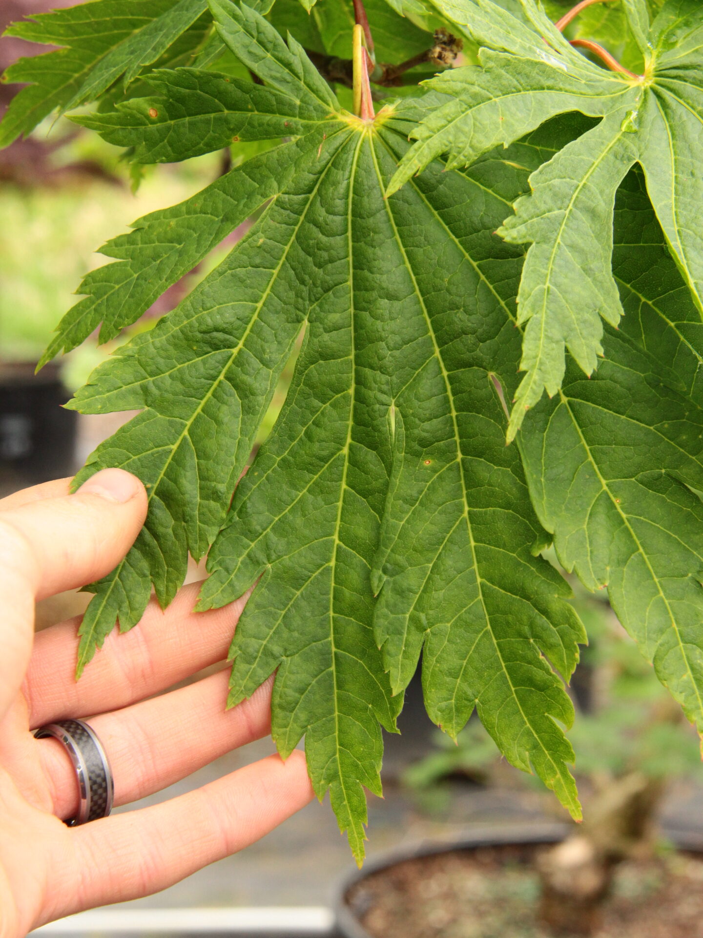 チャービルary③ Acer japonicum 'Attaryi' Japanese Maple | Conifer Kingdom