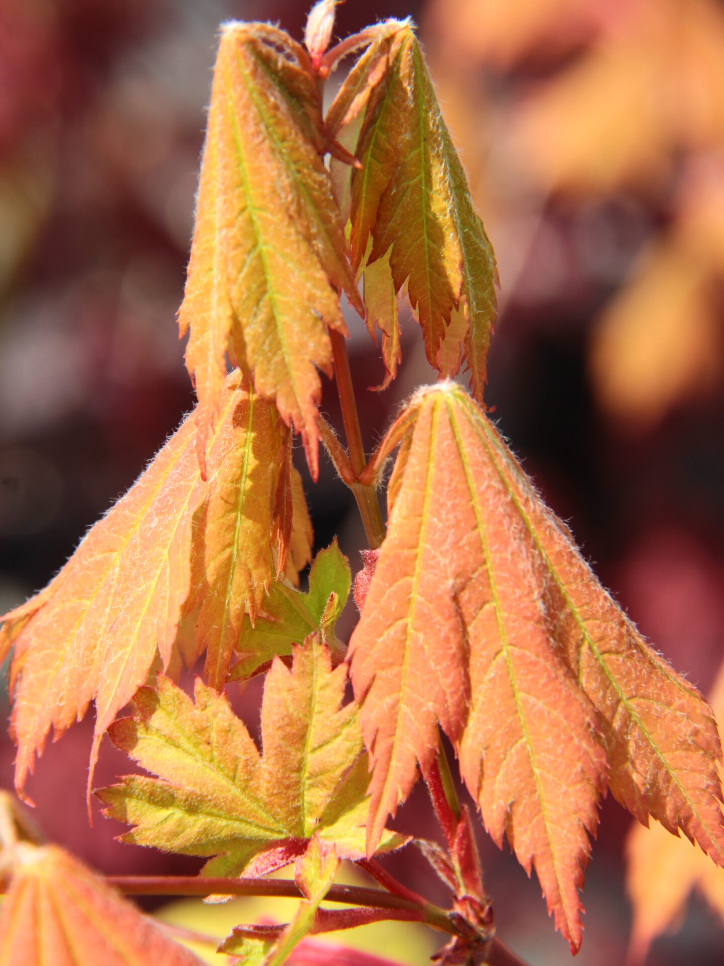 ザ・メープル Emmett's Pumpkin Japanese Maple | Full Moon Maple Tree | Conifer