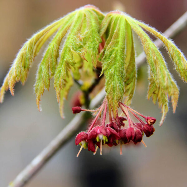 Dancing peacock or Aconitifolium Full moon Maple