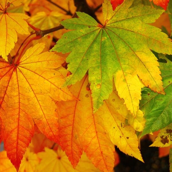 Acer japonicum 'Taki no gawa' Japanese Maple