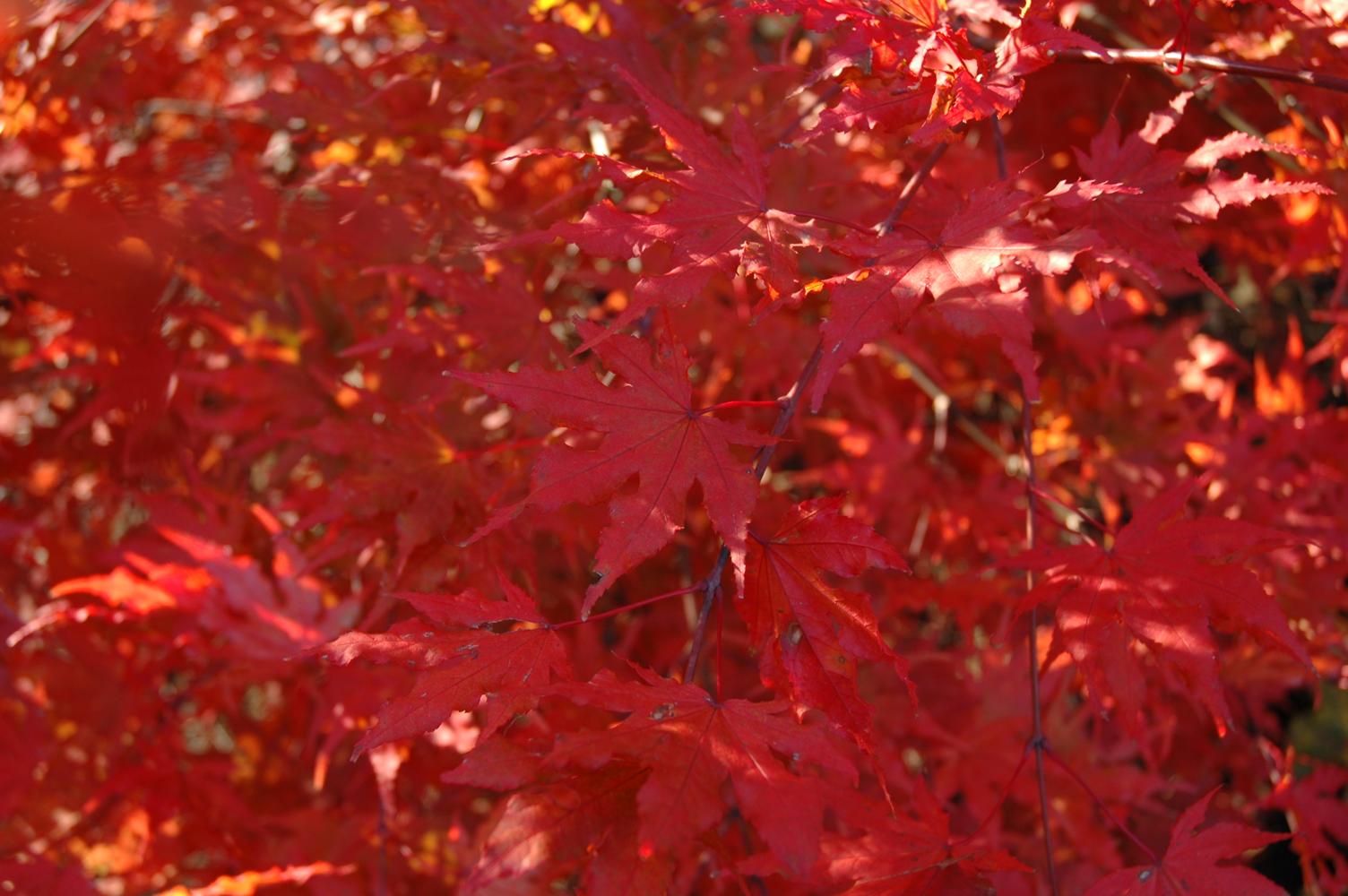 Acer palmatum ‘Shigitatsu sawa’