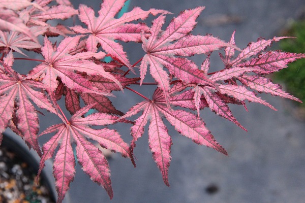Acer palmatum ‘Amagi shigure’