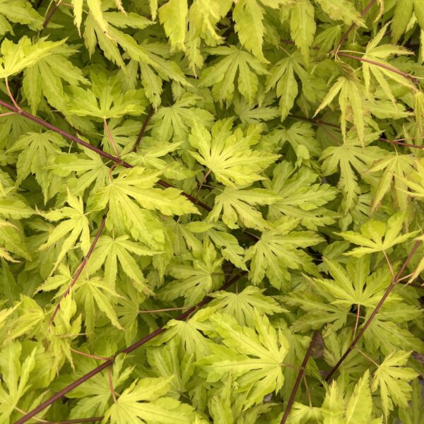 Acer palmatum 'Anne Irene' Japanese Maple