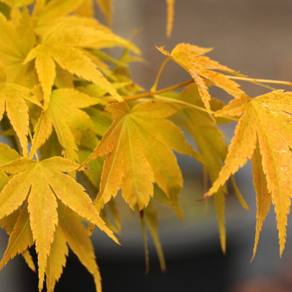 Acer palmatum 'Aoyagi' Green Bark Japanese Maple