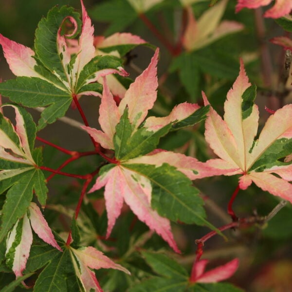 Acer palmatum 'Asahi zuru' Japanese Maple