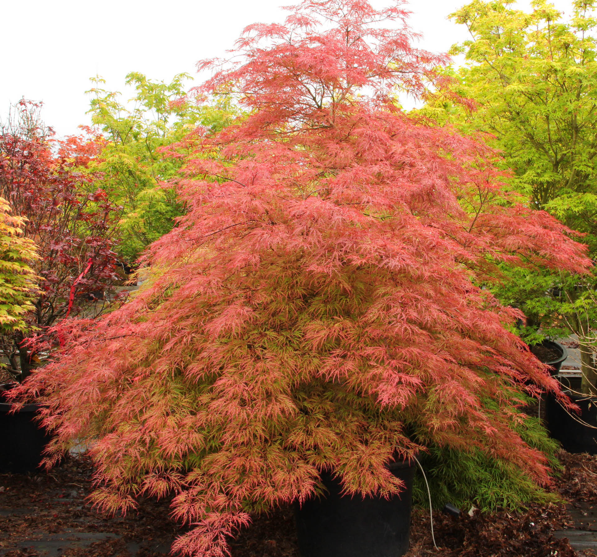 Acer Palmatum Japanese Maple Japanese Maple Cultivars North | My XXX ...