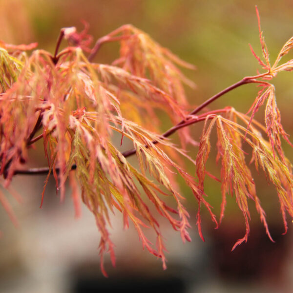 Acer palmatum ‘Baldsmith’ Japanese Maple