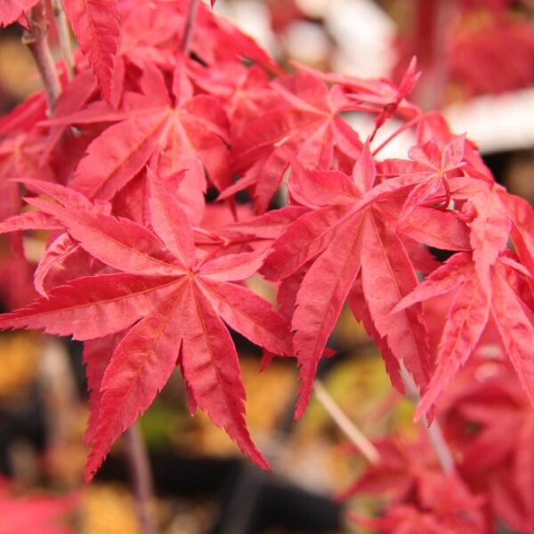 Acer palmatum 'Beni fushigi' Japanese Maple