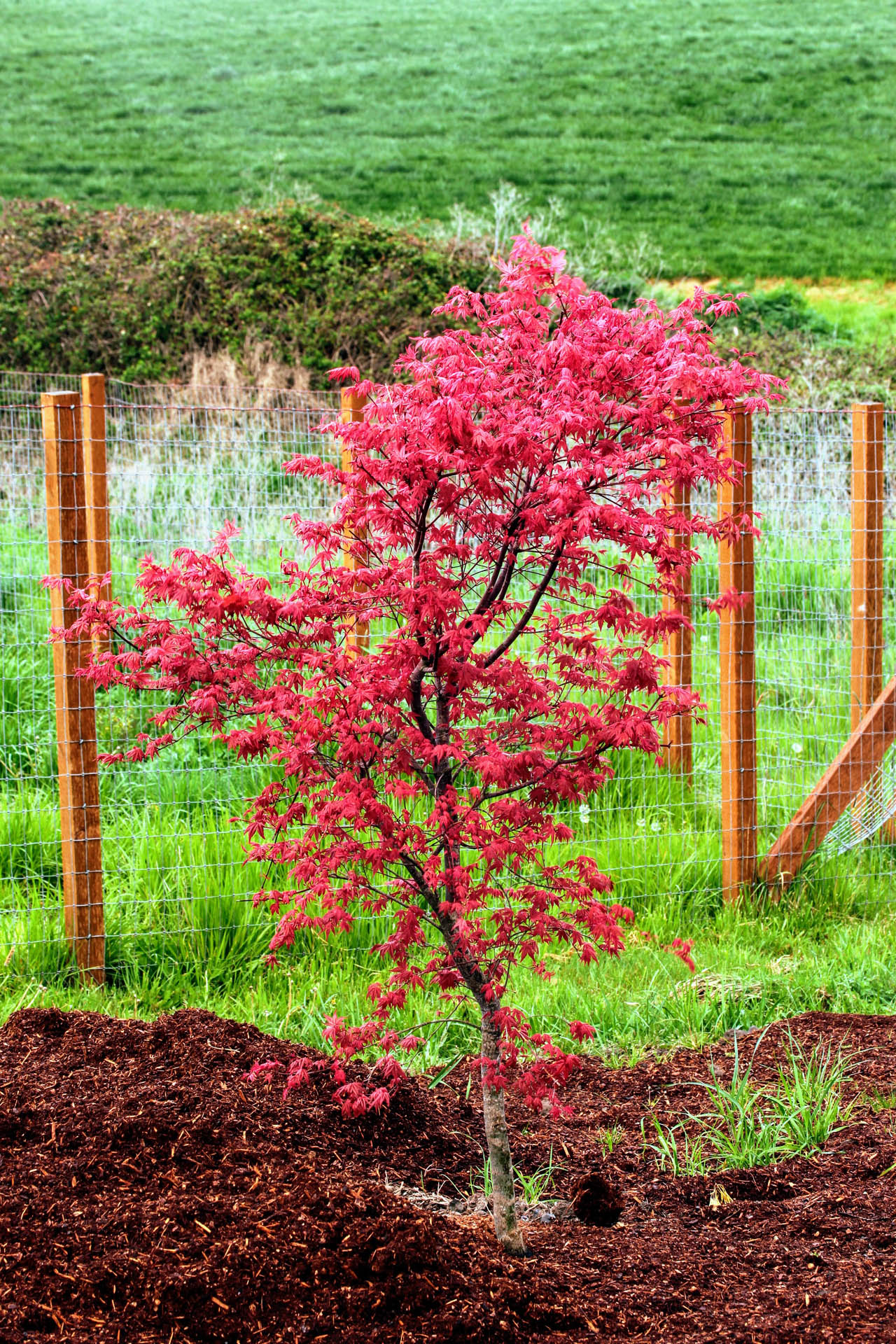 Acer palmatum 'Beni maiko' Japanese Maple | Conifer Kingdom