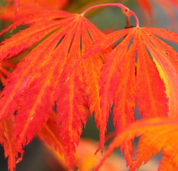 Acer palmatum 'Crimson Carole' Japanese Maple