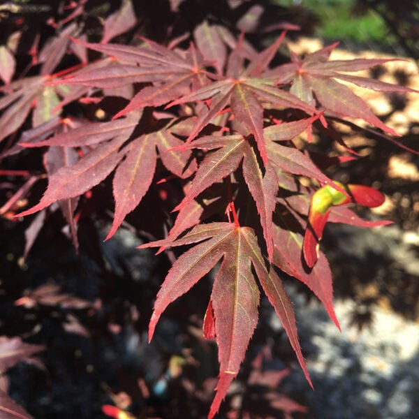 Acer palmatum 'Dragon Tears' PP#22249 Japanese Maple