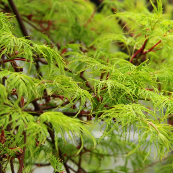 emerald lace japanese maple