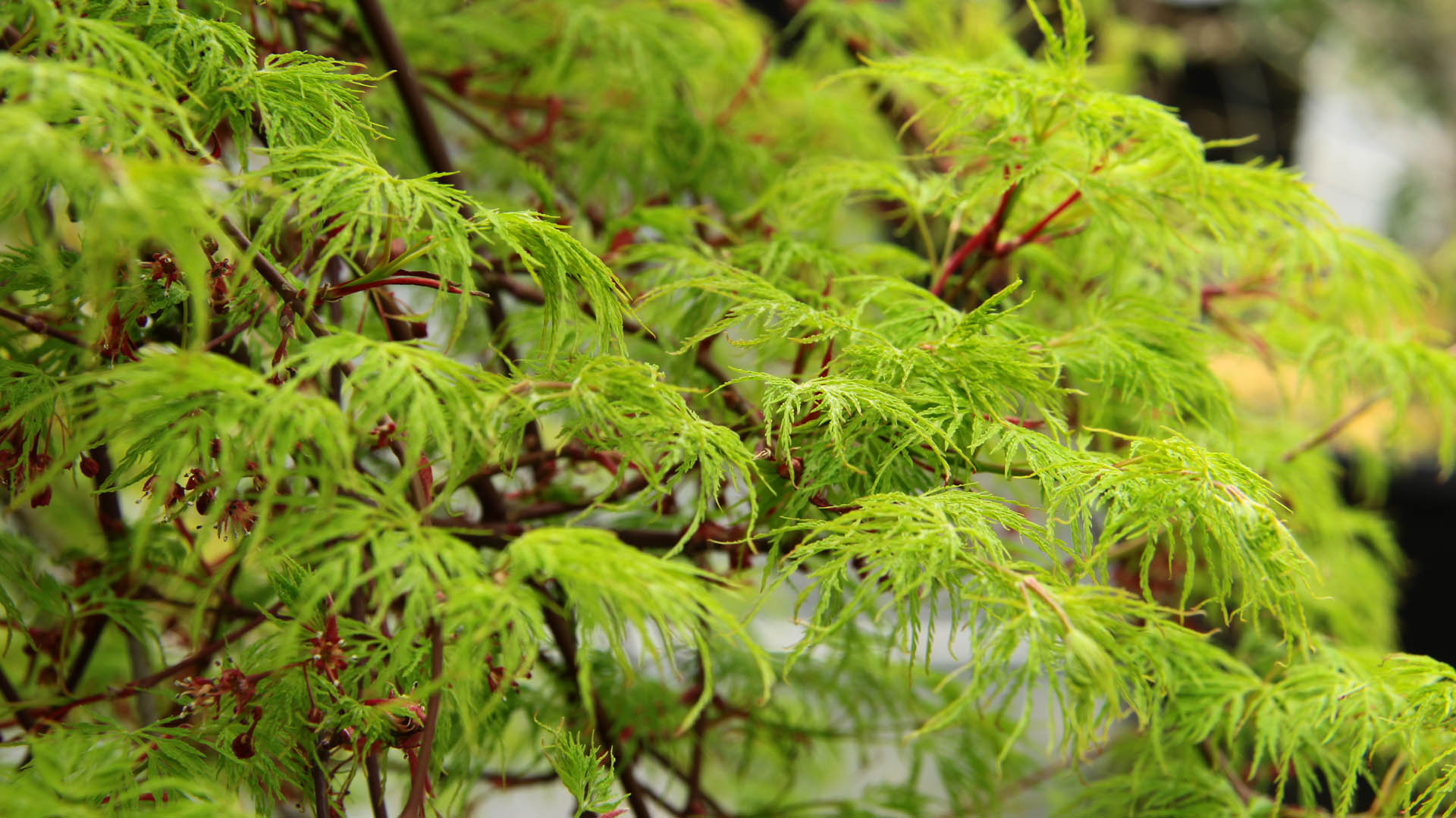 emerald lace japanese maple