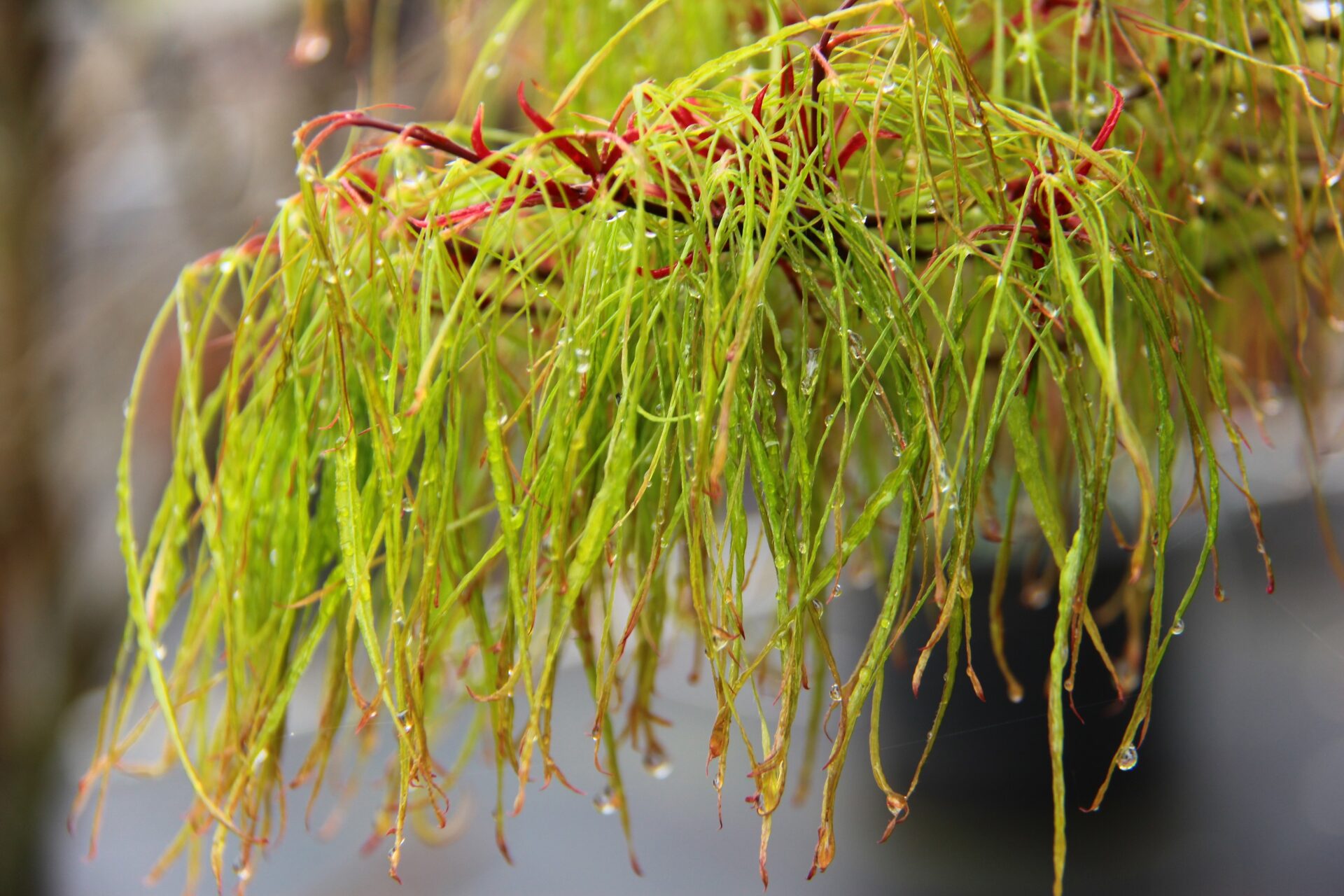 Acer-palmatum-Fairy-Hair