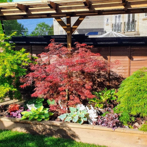Firecracker Japanese Maple