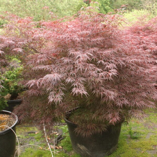 Acer palmatum 'Firecracker' Specimen 2130