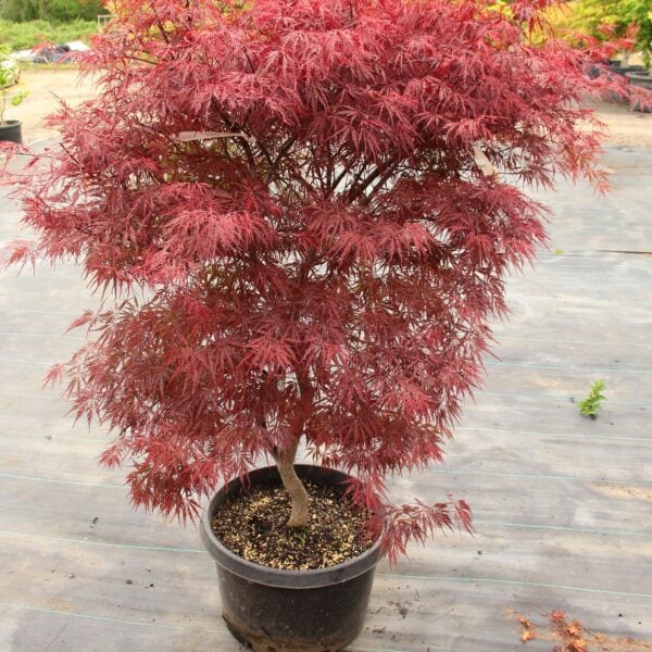Acer palmatum 'Firecracker'