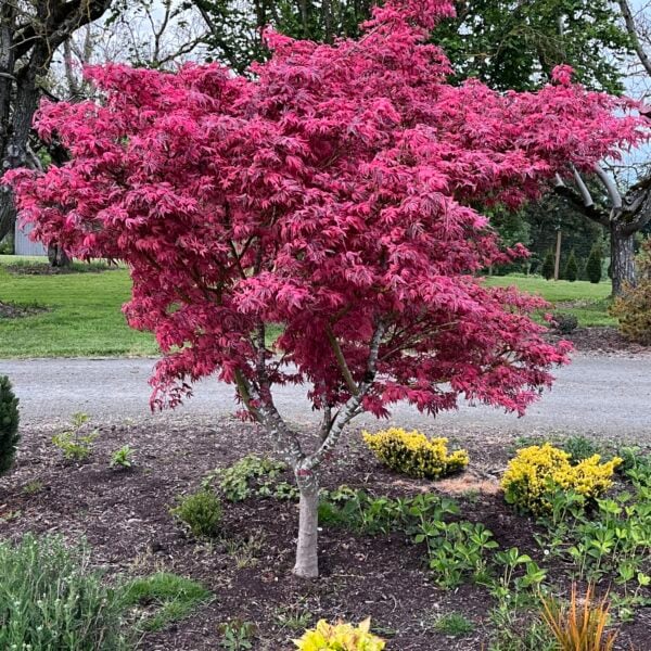 Acer palmatum 'Geisha Gone Wild' Japanese Maple
