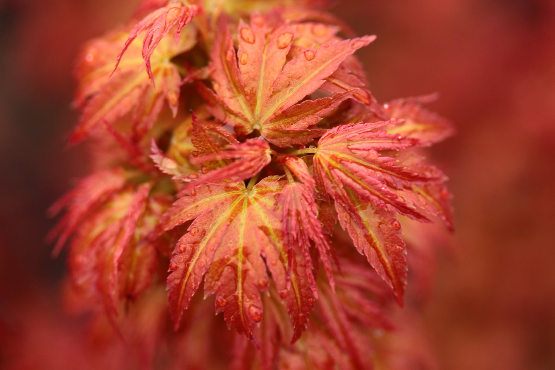 Acer-palmatum-Goshiki-kotohime