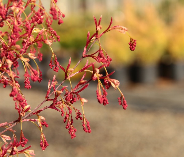 Acer palmatum ‘Hana fubuki’