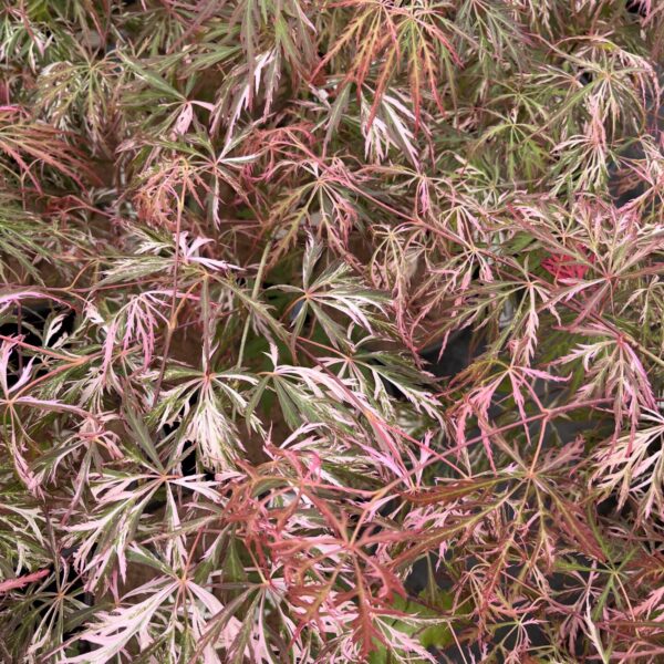 Acer palmatum 'Hana matoi' (#1 Container) $500 Gift