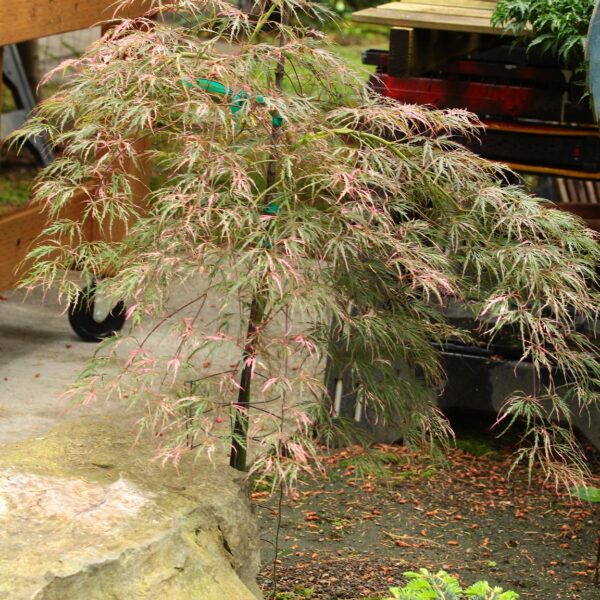 Hana matoi Japanese Maple