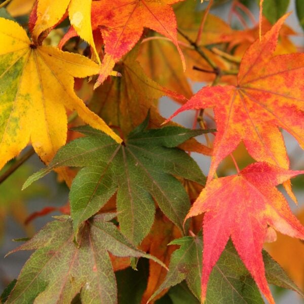 Acer palmatum 'Hogyoku' Japanese Maple