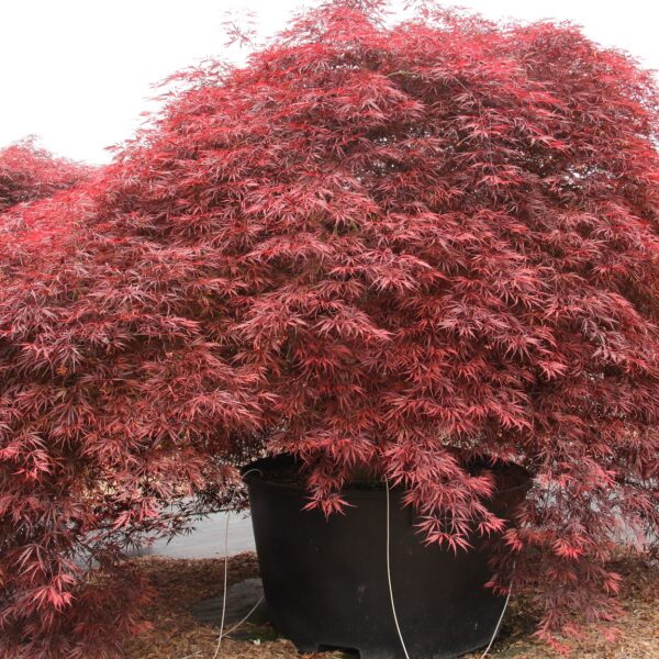 Inaba shidare Japanese Maple