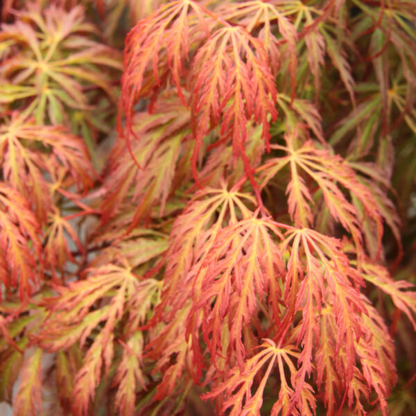Acer palmatum 'Jeddeloh Orange' Japanese Maple