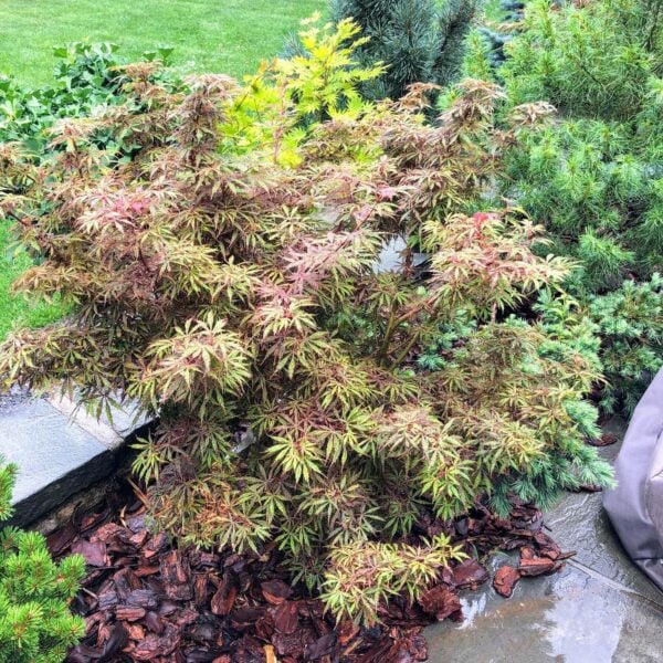 Acer palmatum 'Jerre Schwartz' Japanese Maple