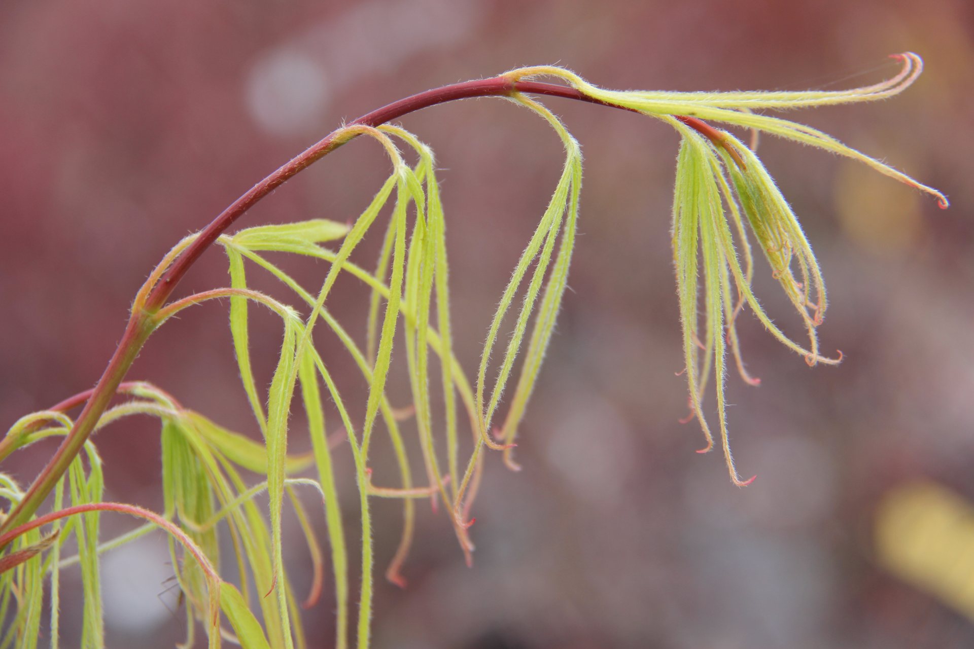 Acer palmatum ‘Koto no ito’