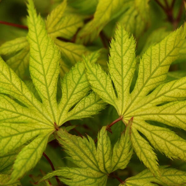 Acer palmatum 'Koyuki' Japanese Maple