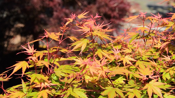 Acer palmatum ‘Kuro hime’