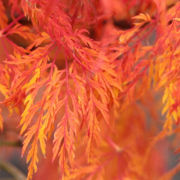 Acer palmatum 'Lemon Lime Lace' Japanese Maple