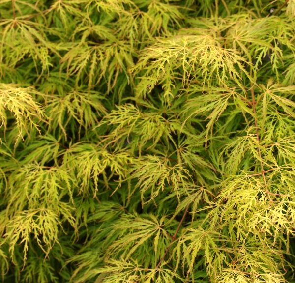 Acer palmatum 'Lemon Lime Lace' Japanese Maple
