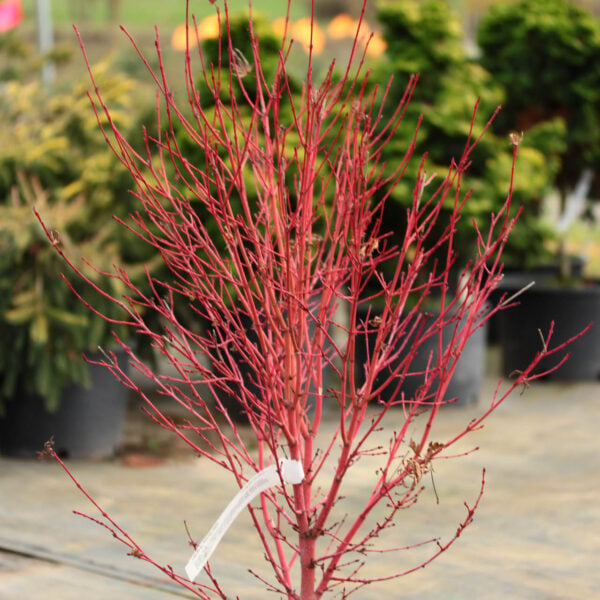 acer palmatum little sango