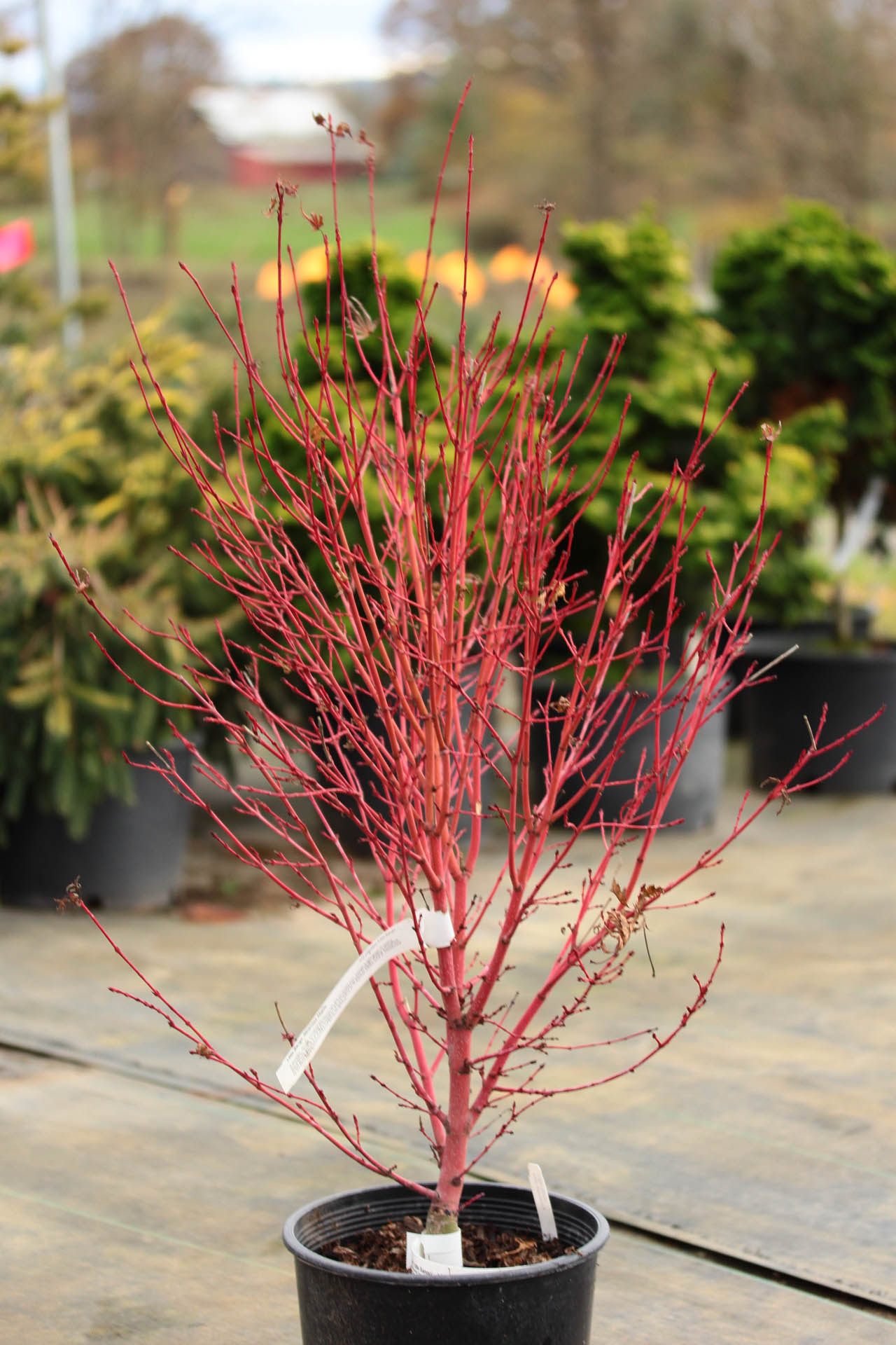 acer palmatum little sango
