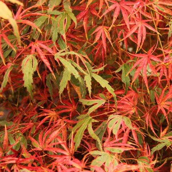 Acer palmatum 'Manyo no sato' Japanese Maple