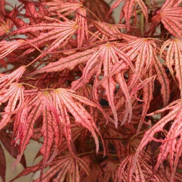 Acer palmatum ‘Mikazuki’