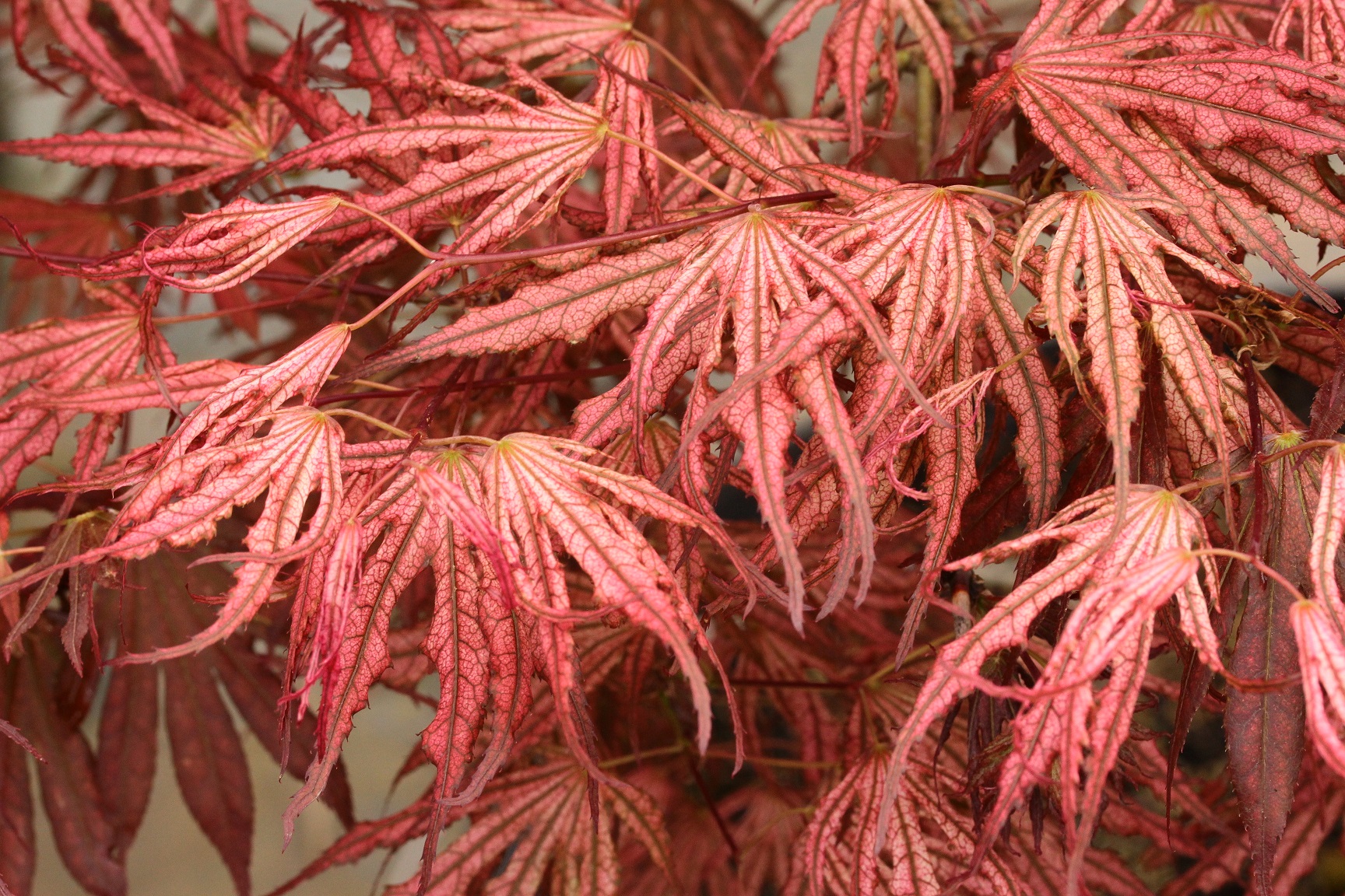 Acer palmatum ‘Mikazuki’