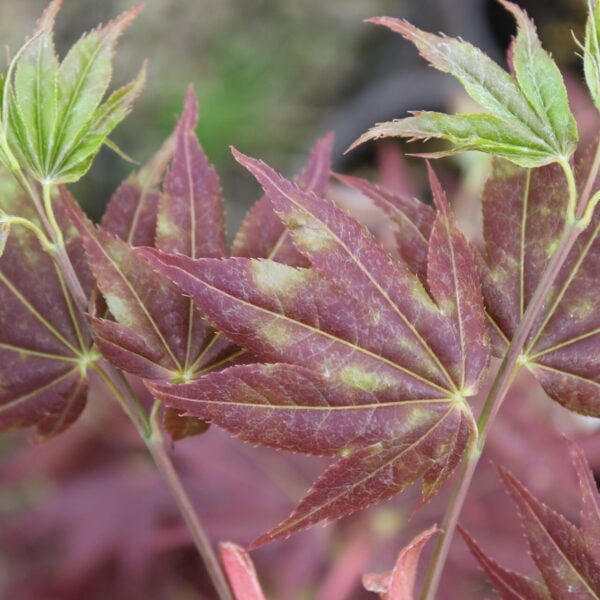 Acer palmatum 'Ogon sarasa' Japanese Maple