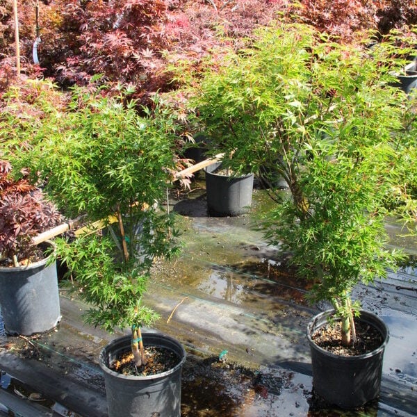 Acer palmatum 'Okushimo' Japanese Maple