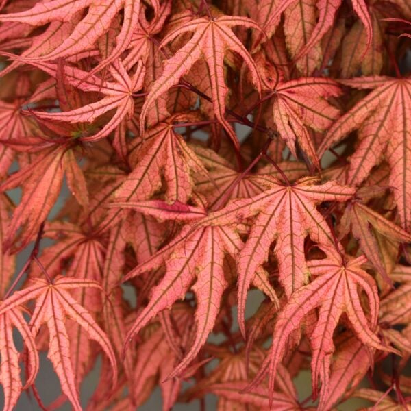 Acer palmatum 'Olsen's Frosted Strawberry' Japanese Maple