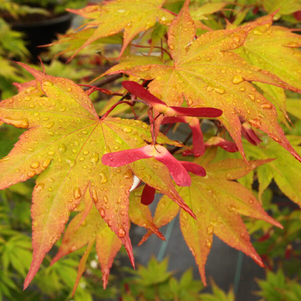Acer palmatum 'Omato' Japanese Maple