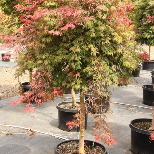 orangeola laceleaf japanese maple