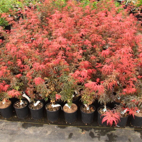 Acer palmatum 'Orion'  Japanese Maple