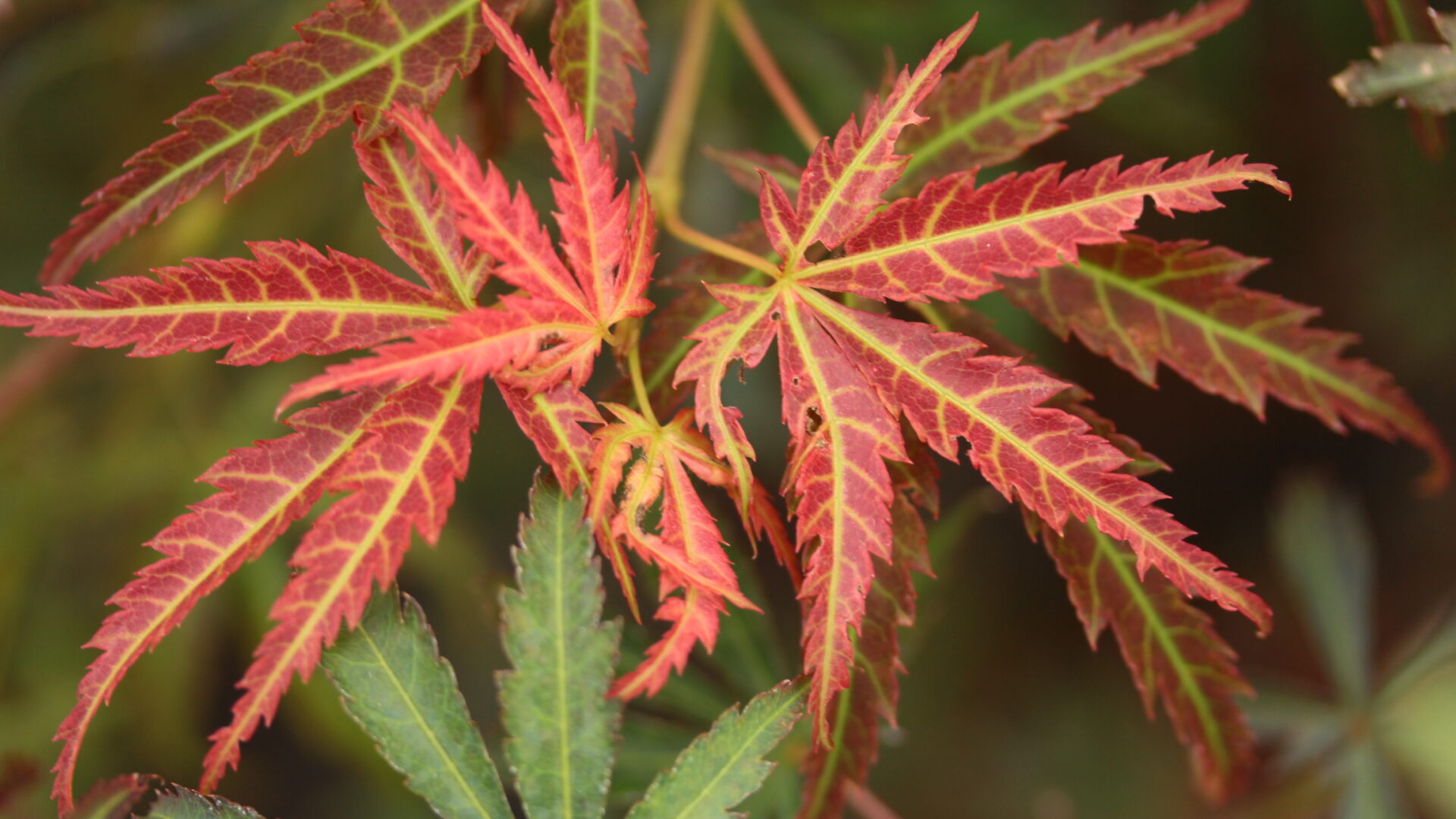 Acer-palmatum-Orion