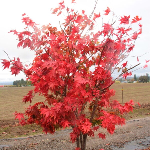 Acer palmatum 'Osakazuki' Japanese Maple