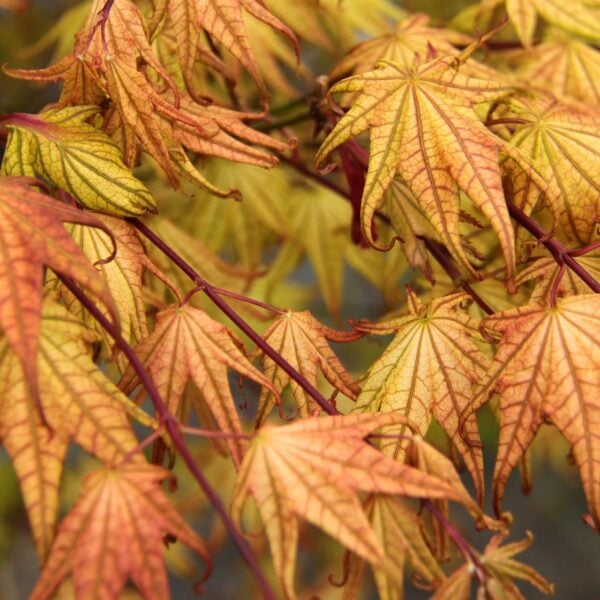 Acer palmatum 'Peaches and Cream' Japanese Maple