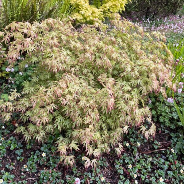 Acer palmatum 'Phantom Flame' Japanese Maple